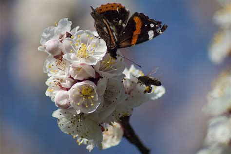 Butterfly Entomology Pollination - Free photo on Pixabay