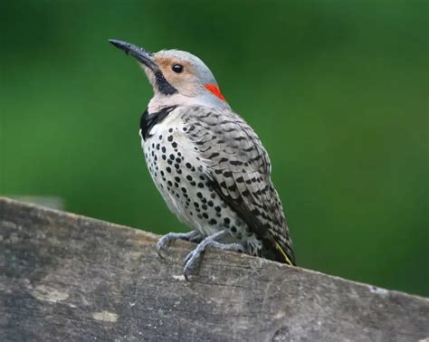 Everything You Need to Know About Woodpeckers in Ontario - Bird Advisors