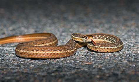 Eastern Ribbon Snake | I really like these snakes. Really ni… | Flickr