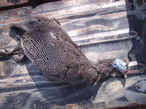 Guinea Fowl Hunting - South Africa | Trap Shooters Forum