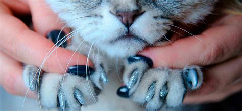 8 Best Cat Nail Caps in 2024: 🐈 Cat Claw Caps Rated And Reviewed ...