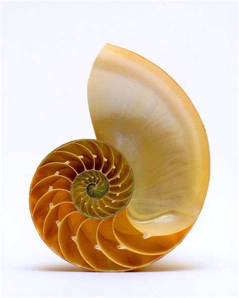 Fibonacci sequence in nature - Nautilus shell | Nautilus shell ...