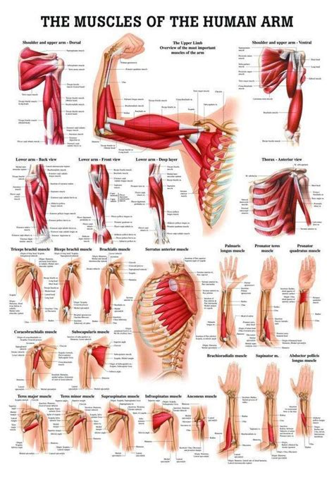 Muscles of the Arm Laminated Anatomy Chart in 2021 | Muscle anatomy ...