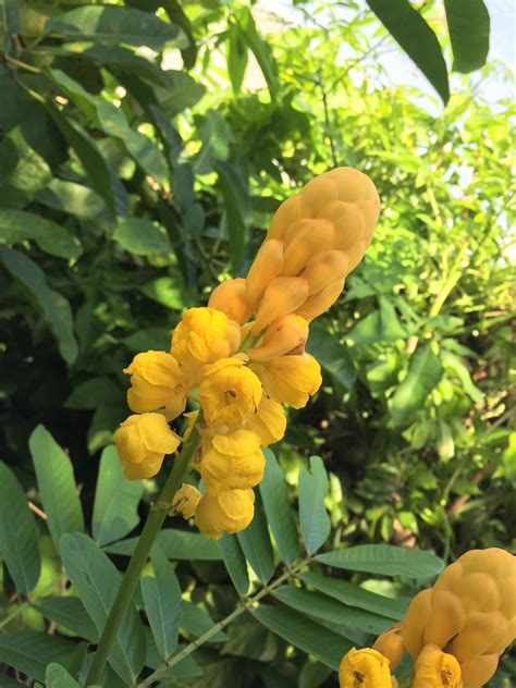 Butterflies love the Cassia alata! Spanish: Saragundí or Acapulco ...