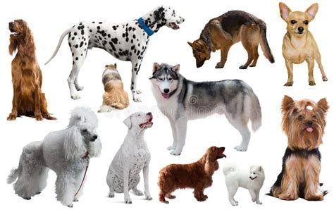 Different Dog Types Breeds