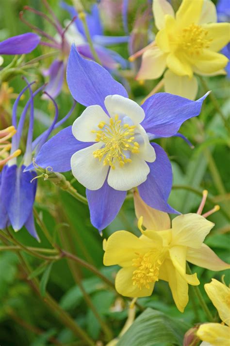 Perennial Flowering Vines Shade / 10 Fast-Climbing Flowering Vines for Your Garden : Will grow ...