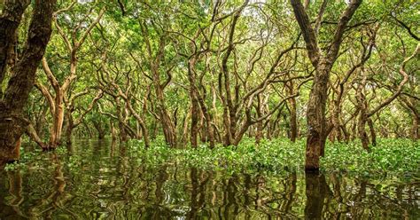 Oomycete research in the mangroves of The Philippines | Features | The ...