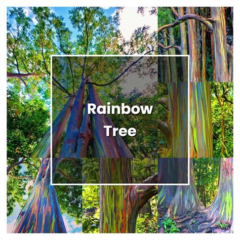 How to Grow Rainbow Tree - Plant Care & Tips | NorwichGardener