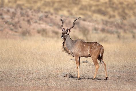 Kudu antelope By EcoSound¡¯s photos #Ad , #AD, #Kudu, #antelope | Kudu, Animals, African wildlife