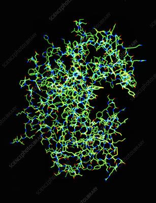 Molecular structure of renin enzyme - Stock Image - A605/0030 - Science Photo Library