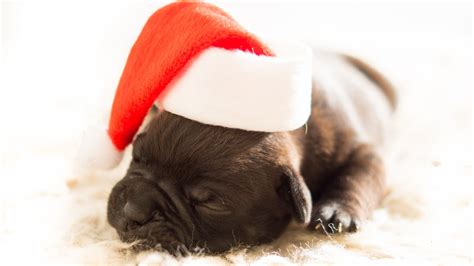 Cute Puppies Christmas Wallpapers - Wallpaper Cave