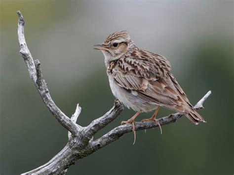 Woodlark Bird Facts (Lullula arborea) | Birdfact