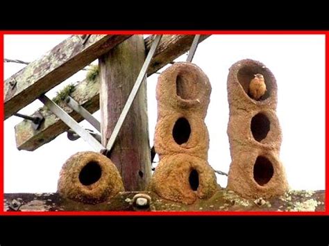 Natural Architecture: The Bird's Nest - HD Documentary - YouTube