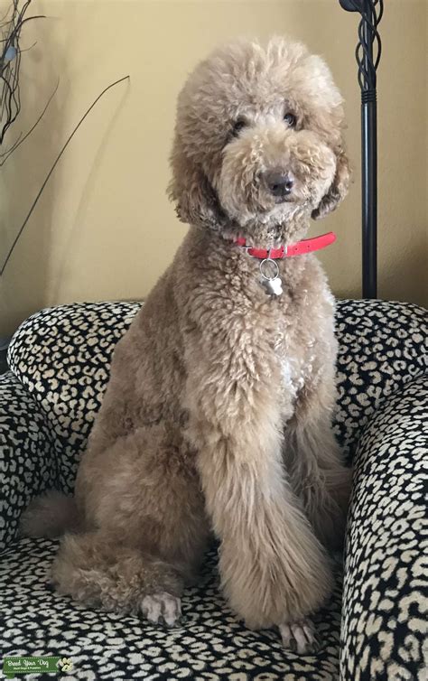 Red Standard Poodle (AKC) - Stud Dog in RANCHO CUCAMONGA, CA, United ...