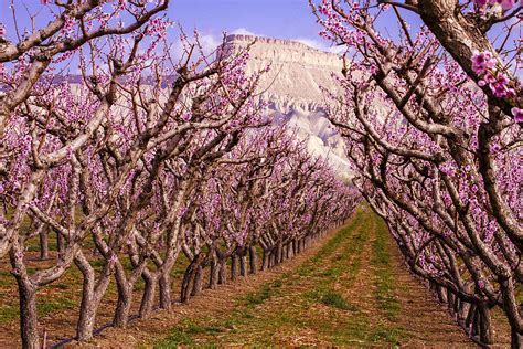 Blooming Peach Orchards In Palisades Co Photograph by Teri Virbickis