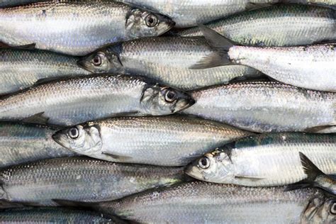 Decision-Makers Are in the Dark on Atlantic Herring – Oceans North