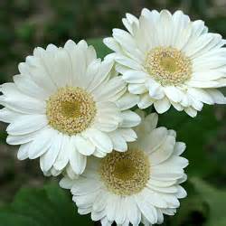 Gerbera White Plant online at cheap price on plantsguru.com