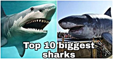 Top 10 biggest Sharks in the world you might not know | SKTW