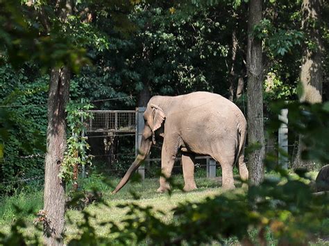 Bronx Zoo Elephant in Legal Battle to Be Treated Like a Human and Freed