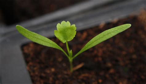 ammi majus seedling – Higgledy Garden