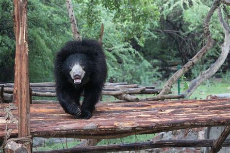 Sloth Bear Cub Orphaned By Poachers Has Best Life Now - The Dodo