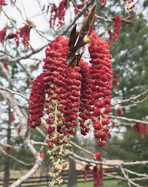 Nature Rambles | Ubiquitous cottonwoods - The Community Word