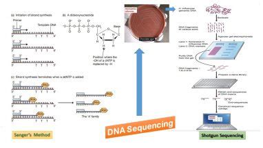 DNA Sequencing: Introduction, Types, Principle, Procedure and Uses