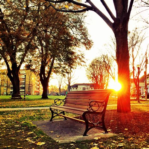 Brown Wooden Park Bench Under Green Leaf Tree during Sunset · Free ...