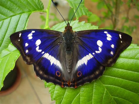 Você conhece a borboleta que se alimenta de carne podre?