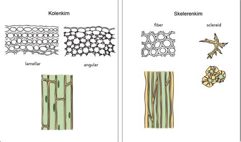 Jaringan Tumbuhan: Epidermis, Parenkim, Penyokong, Endodermis, Pengangkut - Dunia Biologi