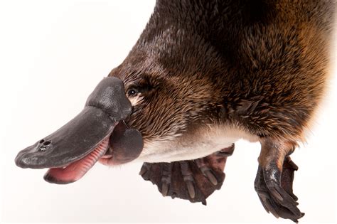 How the platypus lost its teeth — Jones lab at Bowdoin