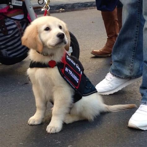 Service dog in training is cutest puppy of all time | Service dogs, Puppies, Best puppies