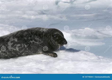 Grey seal stock photo. Image of cold, freezing, wildlife - 10779044