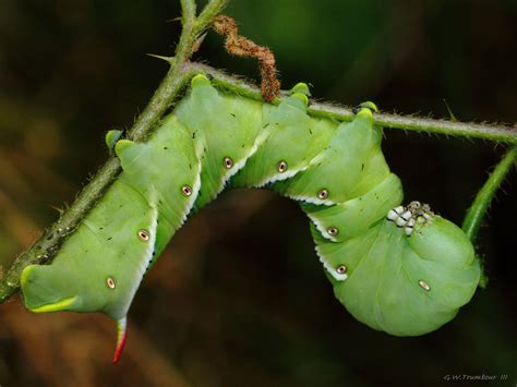 Carolina Sphinx Moth Caterpillar by natureguy on deviantART