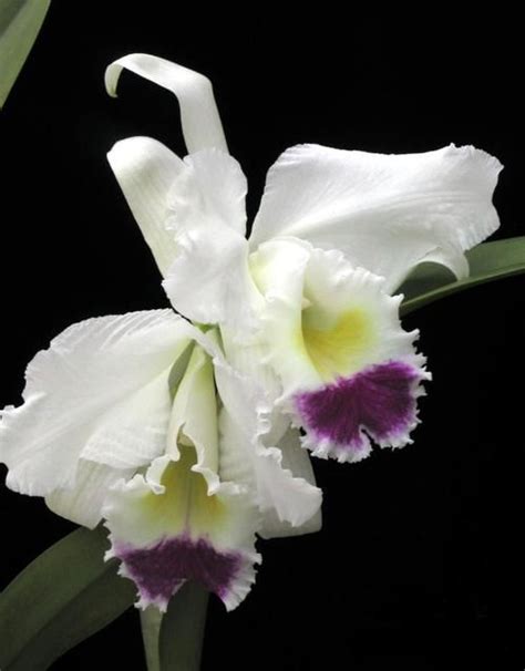 two white and purple flowers with green stems in front of a black back ...