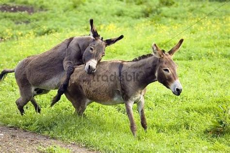 Donkeys, pair mating, Equus asinus, Germany - Download Animals