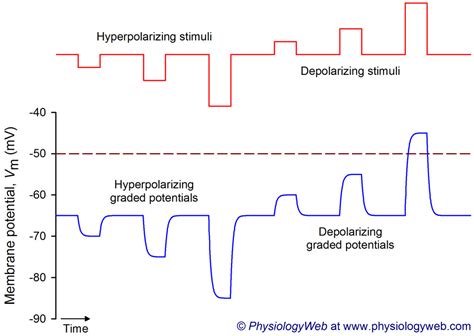 Introduction - Neuronal Action Potential - PhysiologyWeb