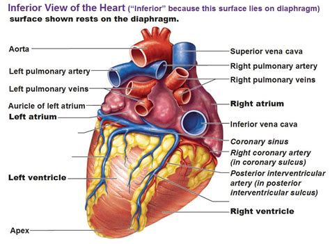 Blood Flow of the Heart | Cardiac anatomy, Heart arteries, Heart anatomy