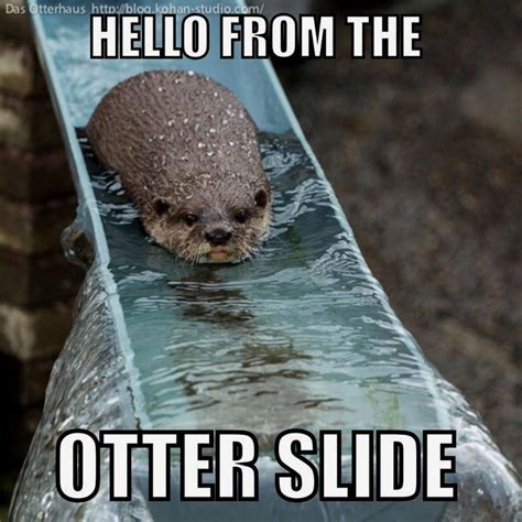 Hello. It's me. | Funny animal memes, Animal jokes, Animal puns