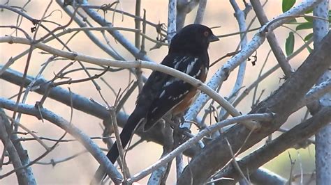 Spotted Towhee song - YouTube