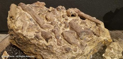 24-Conglomerate plant fossils-Clarno Nut Beds-44Ma-Thomas-Condon ...