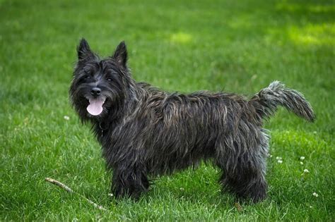 Cairn terrier: Dog breed characteristics & care