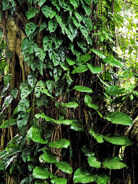 Rainforest Vines Free Stock Photo - Public Domain Pictures