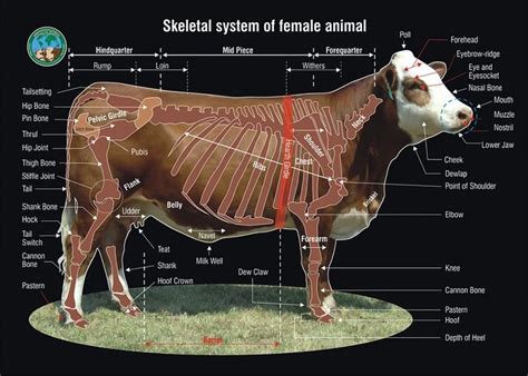 154 best Bison Bulls Anatomy images on Pinterest | American bison ...