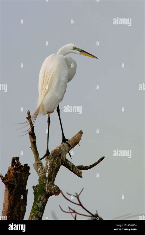 great egret Ardea alba Saint Lucie County North Fork Saint Lucie River rookeries birds Stock ...