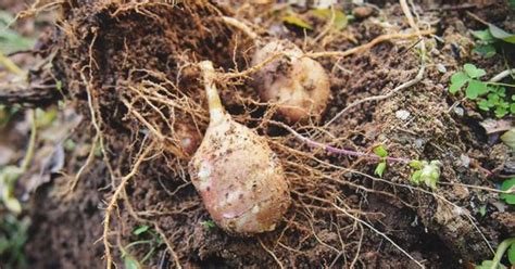 Growing Jerusalem Artichokes: The Complete Guide to Plant, Care, and Harvest