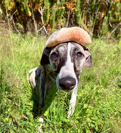 Funny whippet | Whippet, Animals, Funny