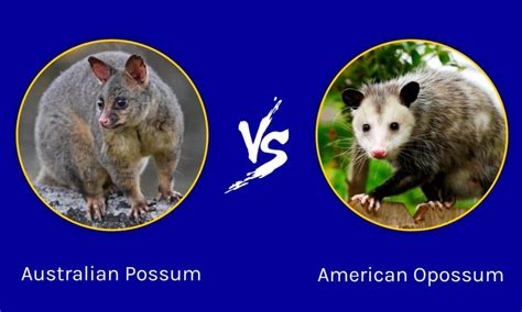 Australian Possum vs American Opossum