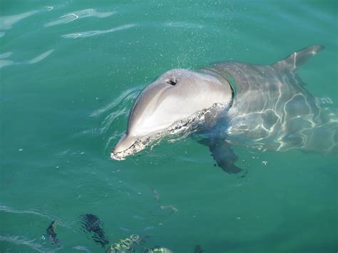 Anna Maria Island Dolphin Tours have the Fun Time your looking for.