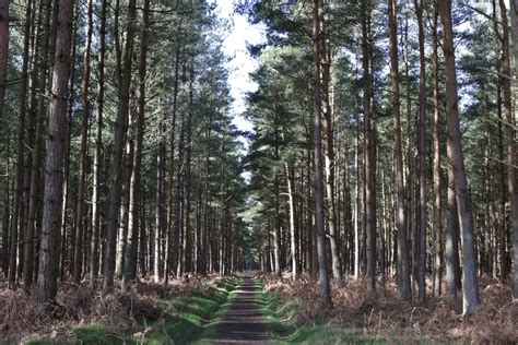 Thetford Forest Thetford Forest, Tree Trunk, Trees, Plants, Tree Structure, Plant, Wood, Planets